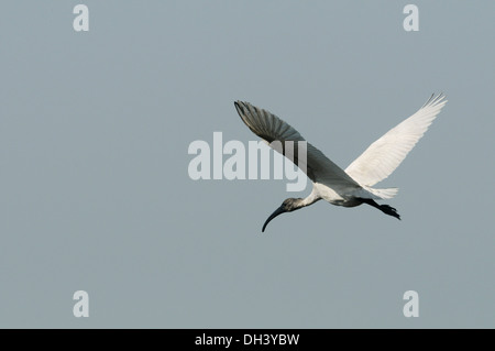 A testa nera Ibis - Threskiornis melanocephalus Foto Stock