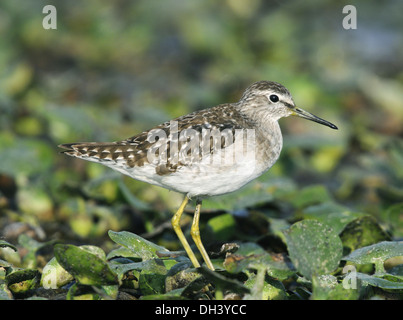 Wood Sandpiper Tringa glareola Foto Stock