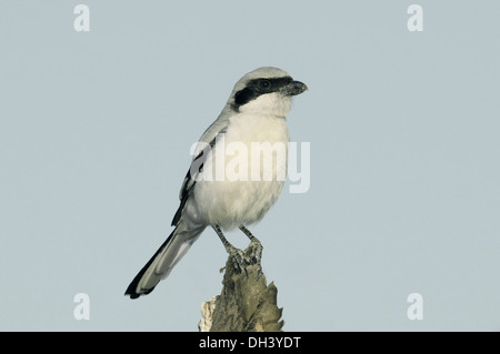 Grigio meridionale Shrike - Lanius meridionalis Foto Stock