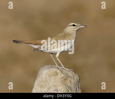 Rufous Bush Robin - Cercotrichas galactotes Foto Stock