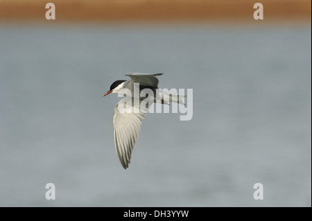 Mignattino piombato Chlidonias hybridus Foto Stock