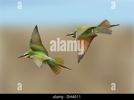 Blue-cheeked gruccione - Merops persicus Foto Stock