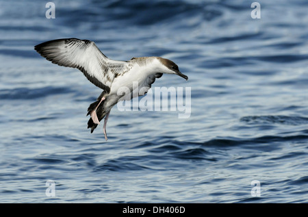 Grande Shearwater Puffinus gravis Foto Stock