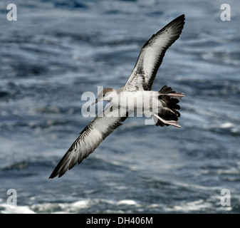 Grande Shearwater Puffinus gravis Foto Stock