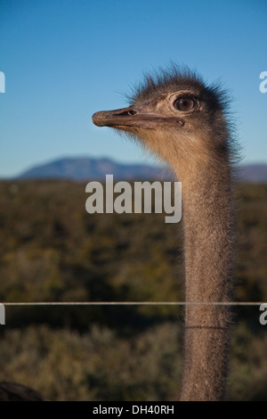 Testa dello struzzo Foto Stock
