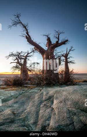 Baobab sull isola Lekhubu, Botswana. Foto Stock