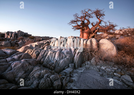 Baobab sull isola Lekhubu, Botswana. Foto Stock