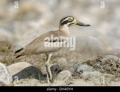 Grande thick-ginocchio - Esacus recurvirostris Foto Stock