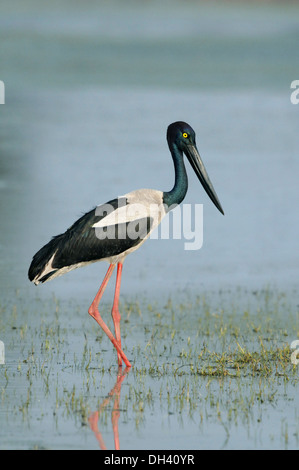 Nero-Cicogna a collo alto - Ephippiorhynchus asiaticus Foto Stock