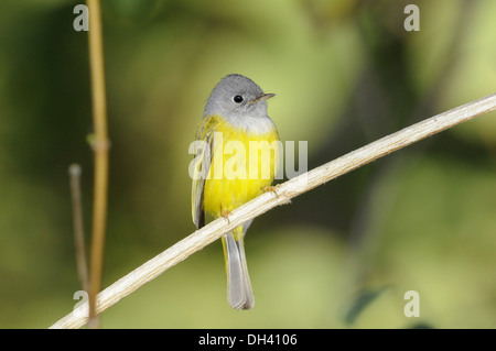 A testa grigia Flycatcher Canarie - Culicicapa ceylonensis Foto Stock