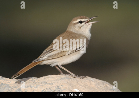 Rufous Bush Robin - Cercotrichas galactotes Foto Stock