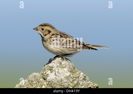 Lapland Bunting Calcarius lapponicus Foto Stock