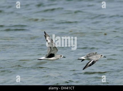 Grey Plover Pluvialis squatarola Foto Stock