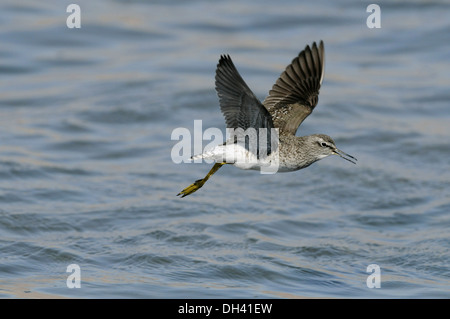 Wood Sandpiper Tringa glareola Foto Stock