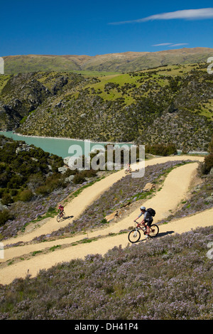 Gli amanti della mountain bike e timo selvatico in fiore sulla sezione a zig-zag di Roxburgh Gorge ciclo e a piedi la via di Central Otago, Nuova Zelanda Foto Stock