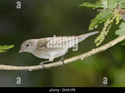 Giardino Trillo Sylvia borin Foto Stock