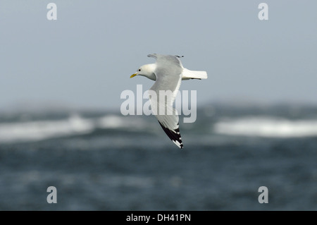 Gabbiano comune Larus canus Foto Stock