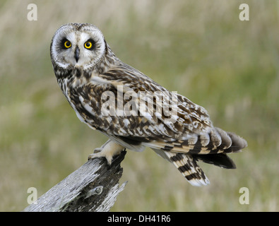 Corto-eared Owl asio flammeus Foto Stock