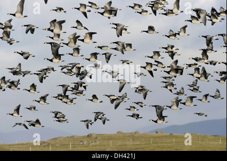 Barnacle Goose Branta leucopsis Foto Stock