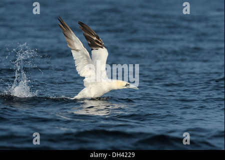 Gannett Morus bassanus Foto Stock