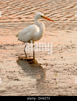Australian airone bianco maggiore, Egretta alba, guadare in acque poco profonde del lago all'alba a Nambucca capi northern NSW Australia Foto Stock