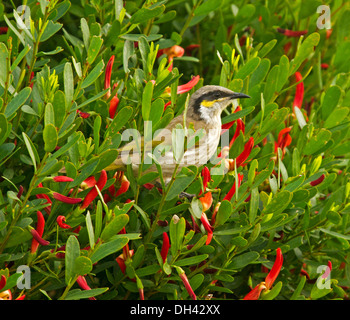 Il canto honeyeater tra fiori di colore rosso e il fogliame di Templetonia retusa, un australiano vegetale nativo, sulla penisola di Eyre SA Foto Stock