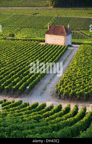 I vigneti di Gevrey Chambertin Borgogna Francia Foto Stock