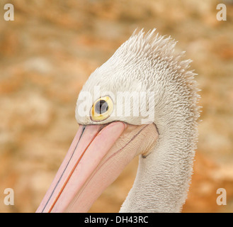 Sorprendente close up ritratto della faccia del pellicano australiano con un grande e luminoso occhio & contro luce marrone sabbia sfondo Foto Stock