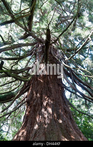 Sequoia gigante albero che cresce vicino al ponte sul canale 113 Brecon e Monmothshire canal Parco Nazionale di Brecon Beacons Galles Foto Stock