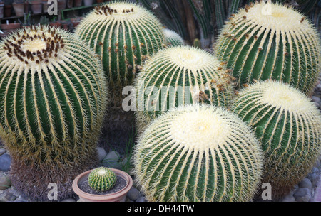 Golden Barrel Cactus Echinocactus Grusonii a Palermo Giardino Botanico (Orto Botanico di Palermo, Palermo, Sicilia, Italia Foto Stock