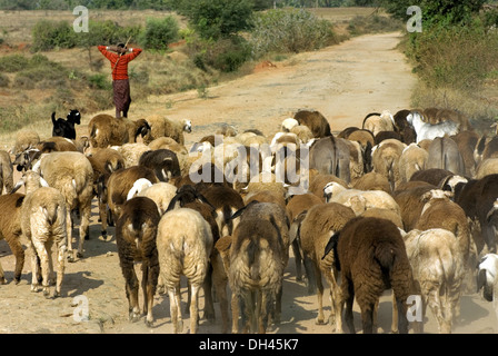 Pastore che conduce le pecore in Karnataka India Foto Stock