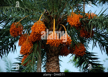 Data , palma da dattero , albero da dattero , Phoenix dactylifera , calcutta , kolkata , bengala occidentale , India , Asia Foto Stock