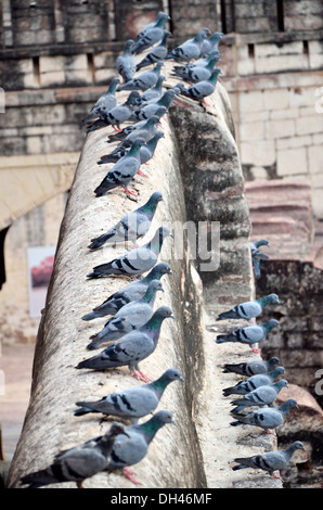 Piccioni seduti sul muro di Mehrangarh Fort , Jodhpur , Rajasthan , India , Asia Foto Stock