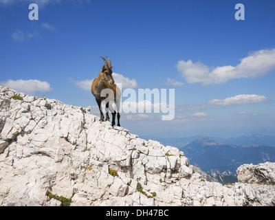 Steinbock sulla cima di una roccia in Jof di Montasio, Friuli, Italia Foto Stock