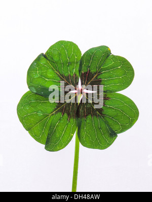 Lucky Clover, quattro Leaf Clover Foto Stock