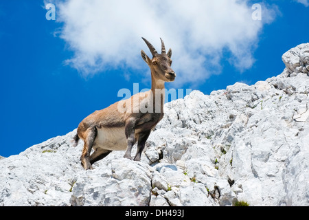 Steinbock sulla cima di una roccia in Jof di Montasio, Friuli, Italia Foto Stock