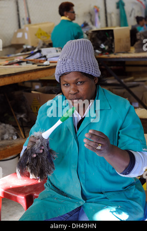 Donna che lavorano in piume di struzzo factory sud africa Foto Stock