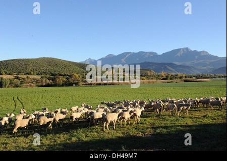 Le pecore pascolano sui prati in Sud Africa Foto Stock