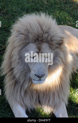 Leone africano ranch a Oudtshoorn in Sud Africa Foto Stock