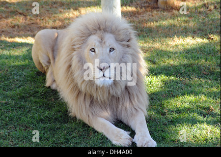 Leone africano a Oudtshoorn in Sud Africa Foto Stock