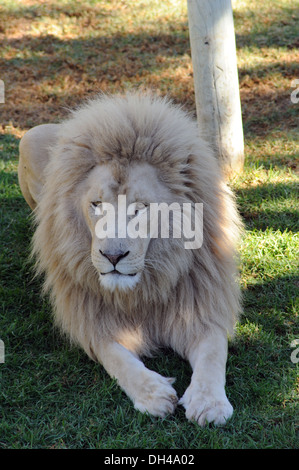 Leone africano a Oudtshoorn in Sud Africa Foto Stock