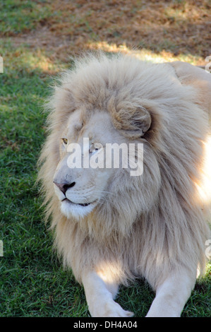 Leone africano a Oudtshoorn in Sud Africa Foto Stock