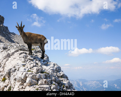 Steinbock sulla cima di una roccia in Jof di Montasio, Friuli, Italia Foto Stock