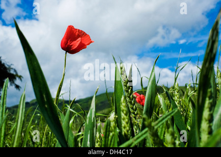 Fiore di papavero e di erba contro il cielo in primavera in campagna Foto Stock