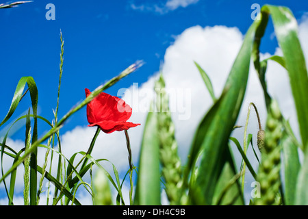 Fiore di papavero e di erba contro il cielo in primavera in campagna Foto Stock