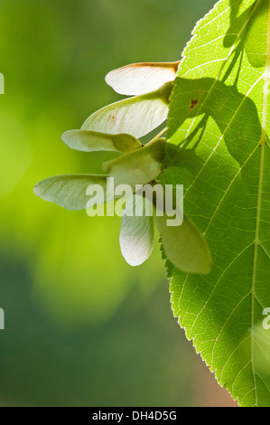 Foglie e semi alati di Pere David Acero Acer davidii in presenza di luce solare. Foto Stock