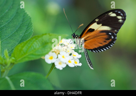 Heliconius hecale zuleika butterfly alimentazione su cluster di fiori bianchi di Lantana camara Foto Stock