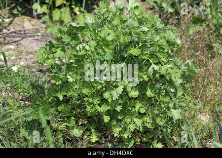 Geranium pusillum, piccolo-cranesbill fiorito Foto Stock