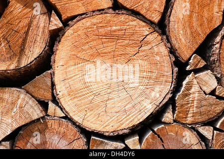 Close up di taglio tronco di albero Foto Stock