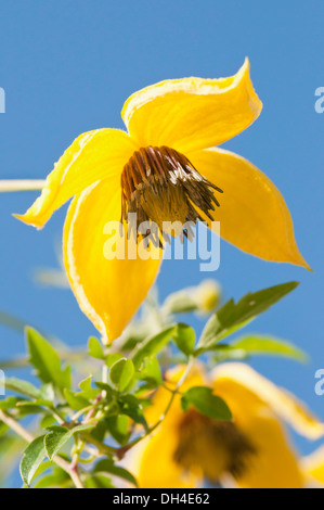 Fiori gialli di Clematis tangutica. Foto Stock